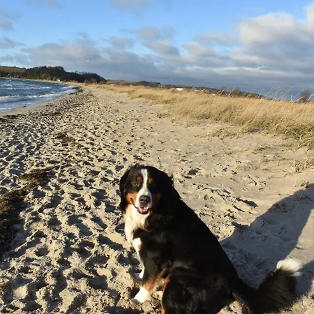 Schaeferhund *